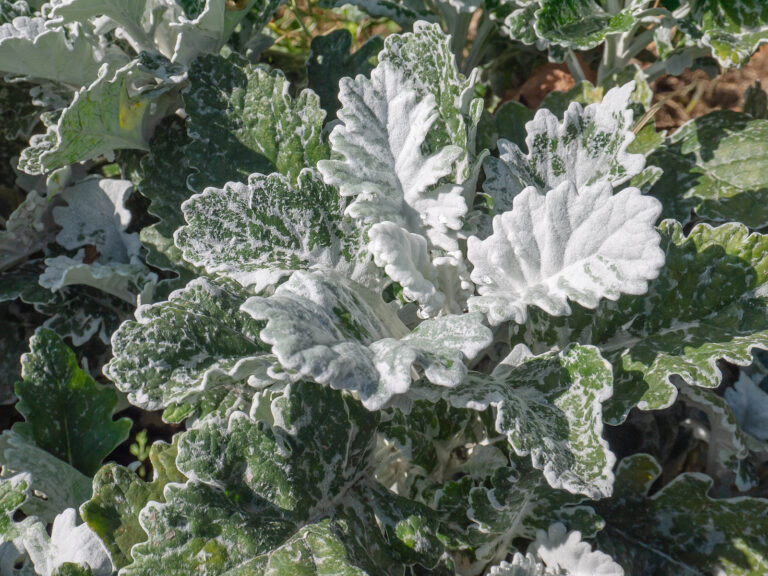 How to Grow Dusty Miller — Senecio