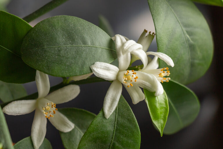 How to Grow and Care for Citrus