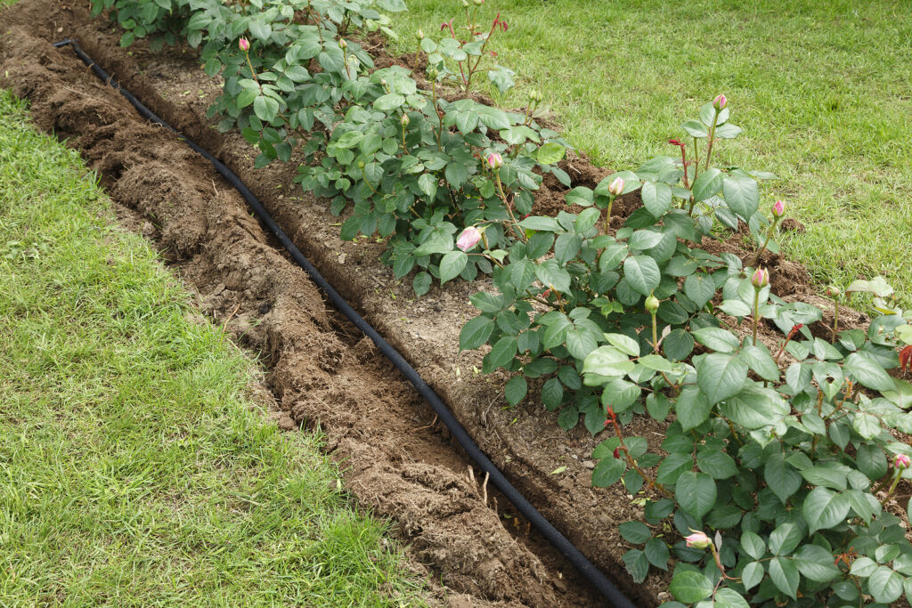 Soaker hose in a  flower bed with roses