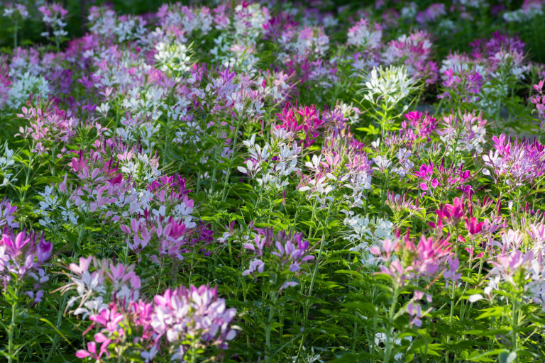 Summer Blooming Flowers