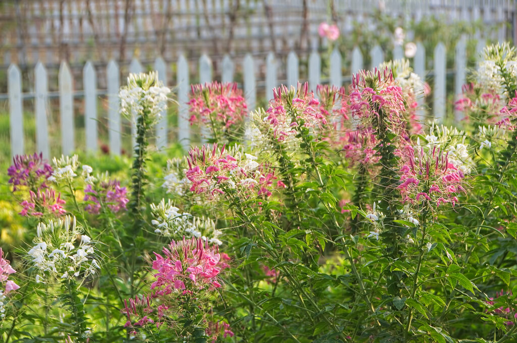 Spider flower, Cleome hassleriana, is a fast-growing annual