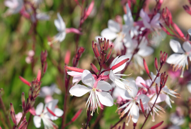 How to Grow Wand Flower — Gaura