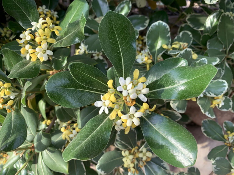 How to Grow Mock Orange — Pittosporum