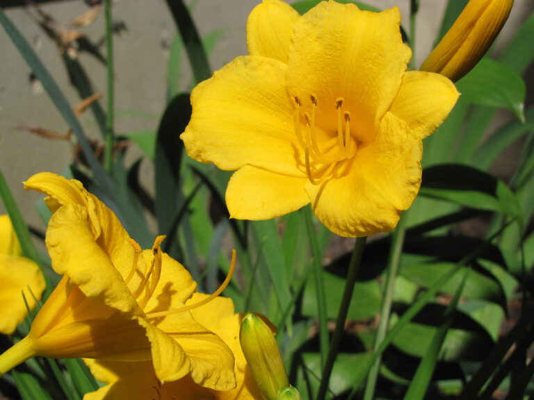 20 Long-Blooming Perennials