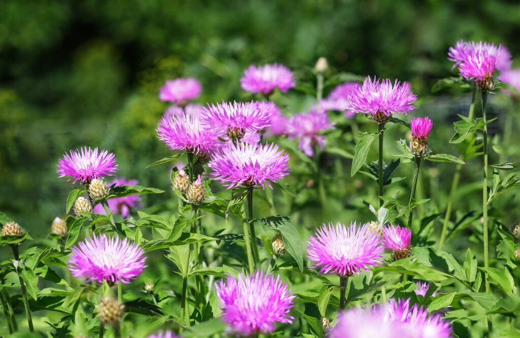 How to Grow Stokesia - Stokes' Aster