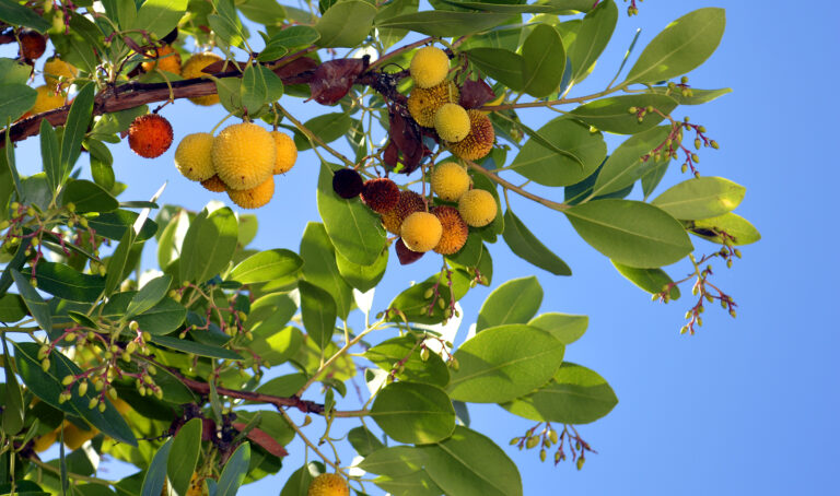 Deer-Resistant Trees, Shrubs, and Groundcovers