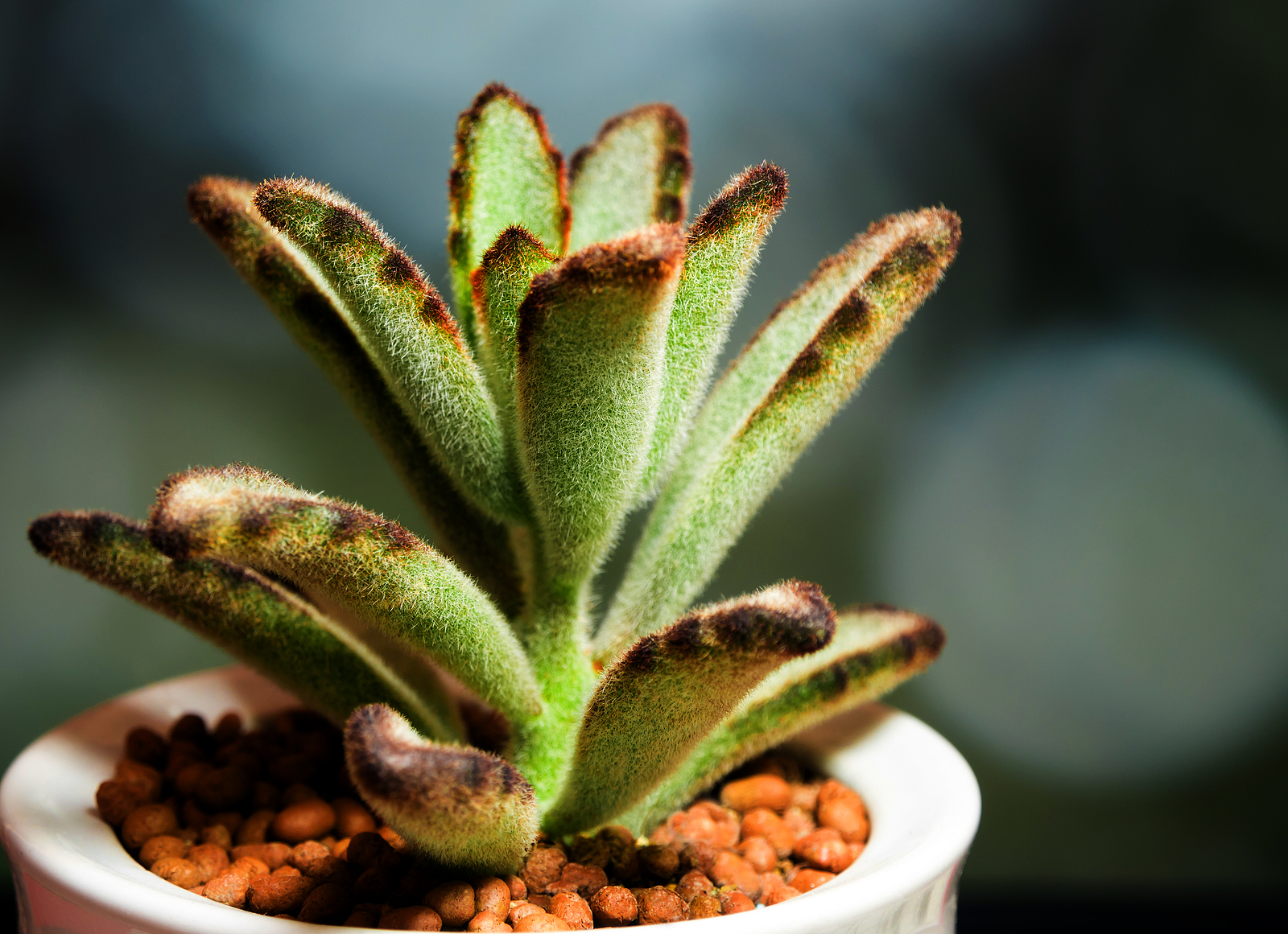  Kalanchoe tomentosa 
