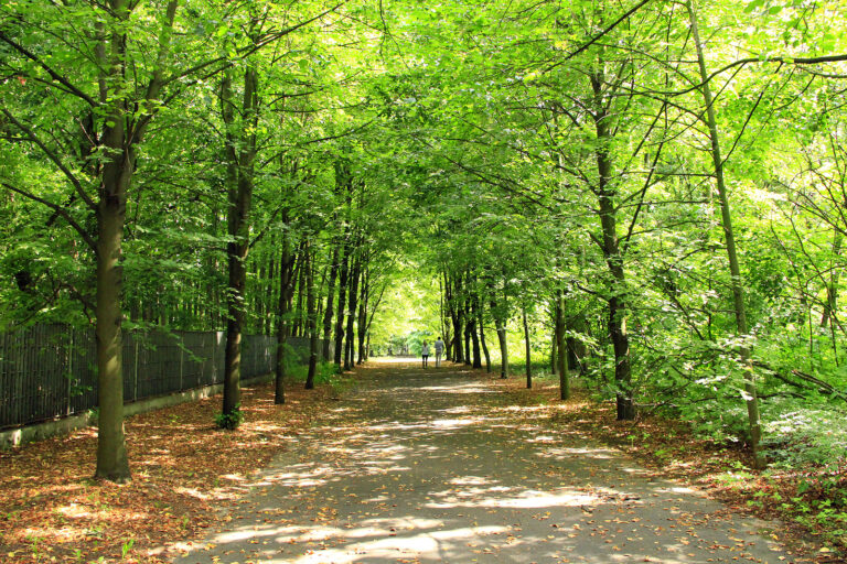 Tree Care Basics