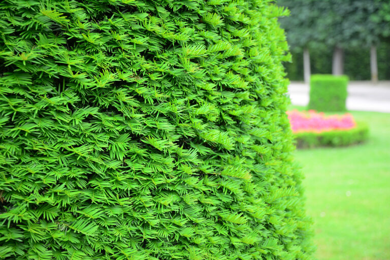 How to Prune a Hedge