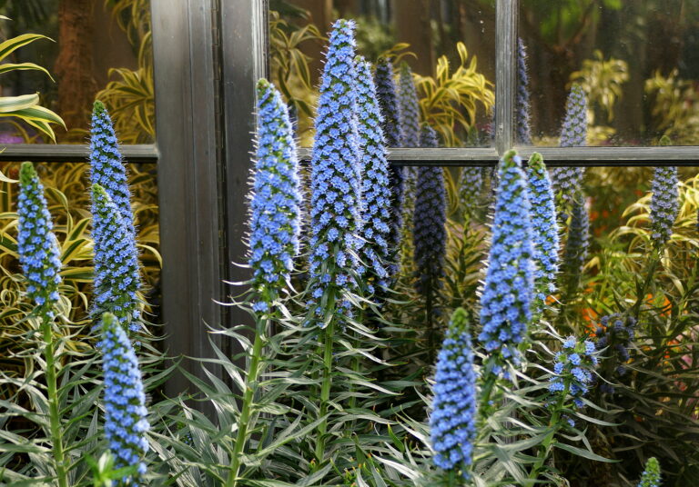 How to Grow Echium – Pride of Madeira