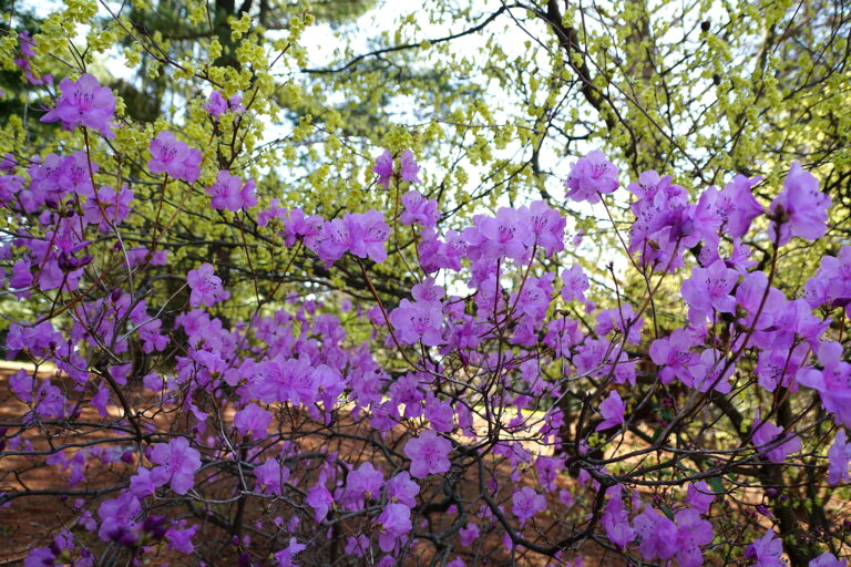 Six Late Winter, Early Spring Blooming Shrubs