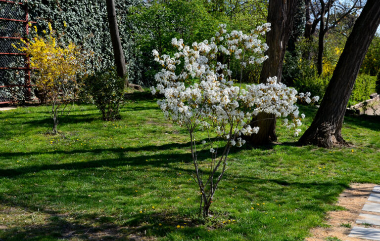 How to Grow Abeliophyllum — White Forsythia
