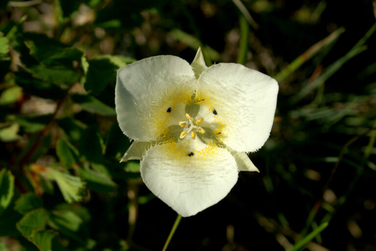 How to Grow Fairy Lantern — Calochortus
