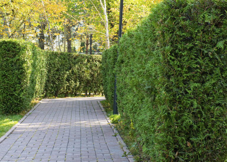 How to Grow a Hedge