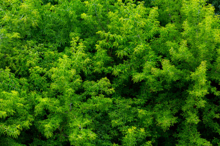 Deciduous Trees for Privacy Plantings
