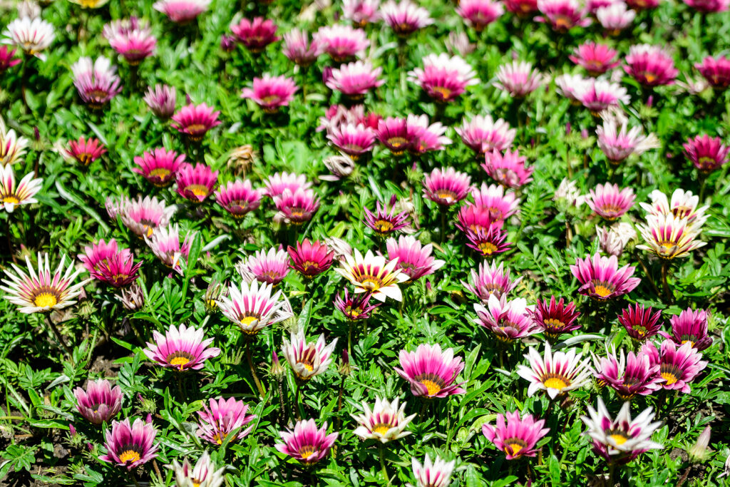 Gazania groud cover