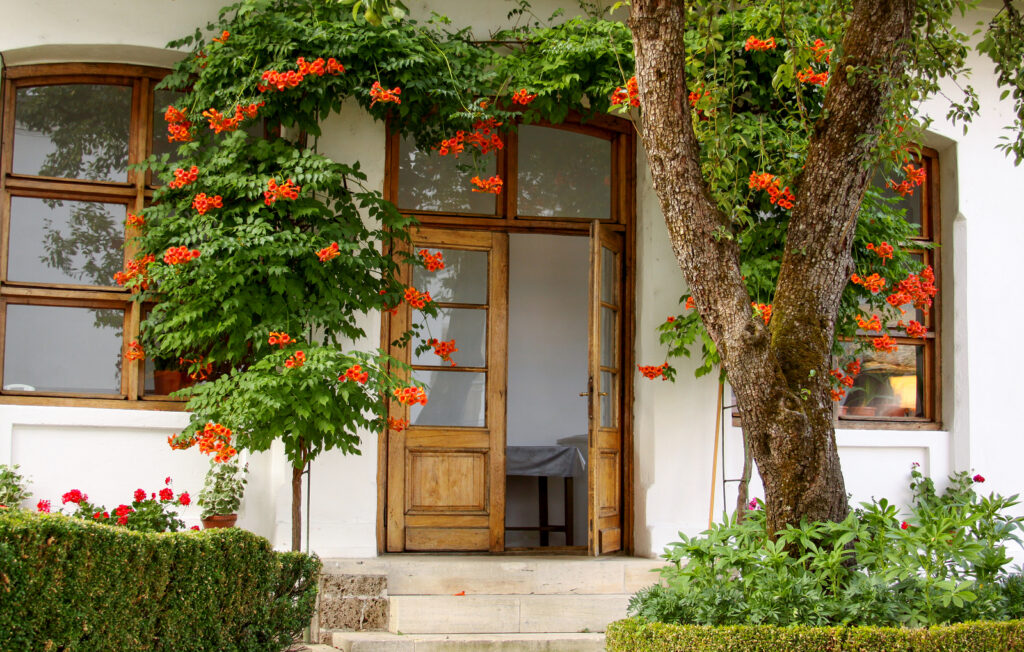 Trumpet vine trained over a doorway