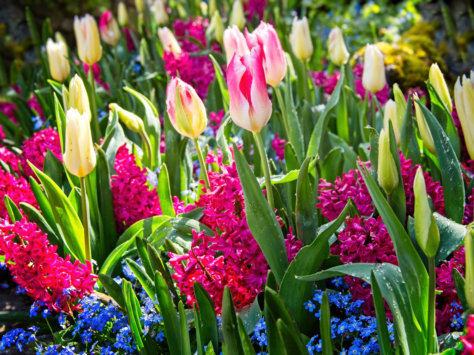 Spring Blooming Flowers