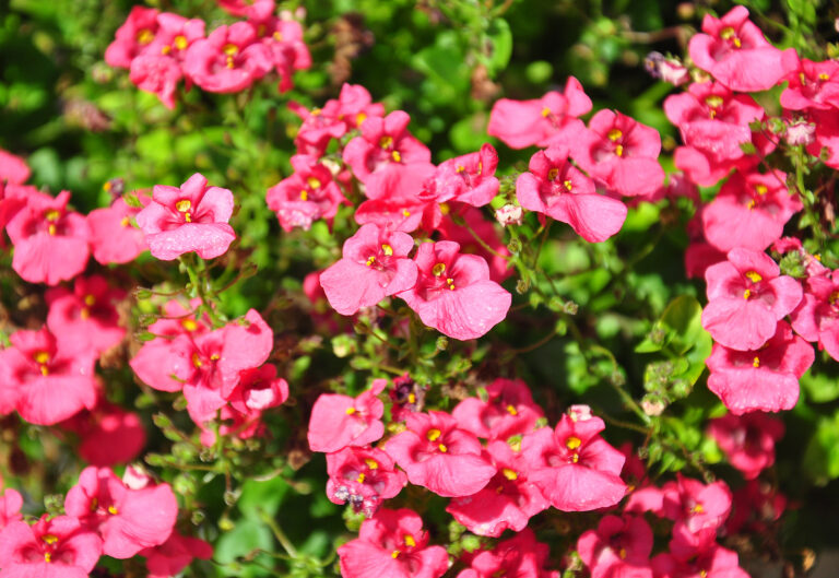 How to Grow Twinspur — Diascia
