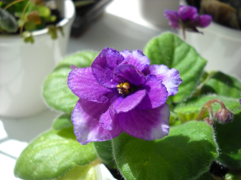 How to Grow African Violet – Saintpaulia
