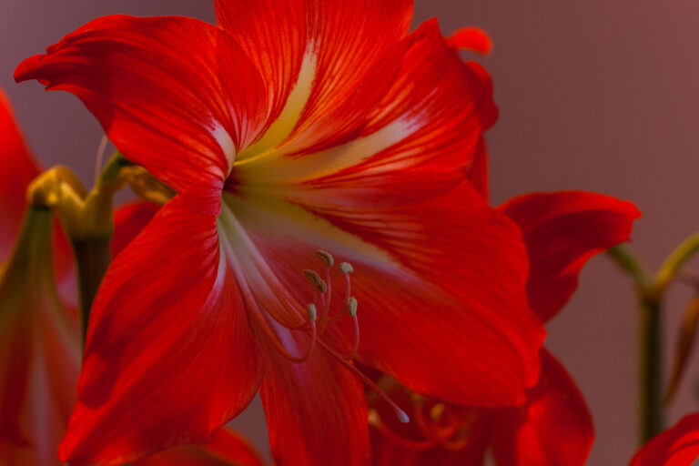 How to Grow and Care for Amaryllis — Hippeastrum