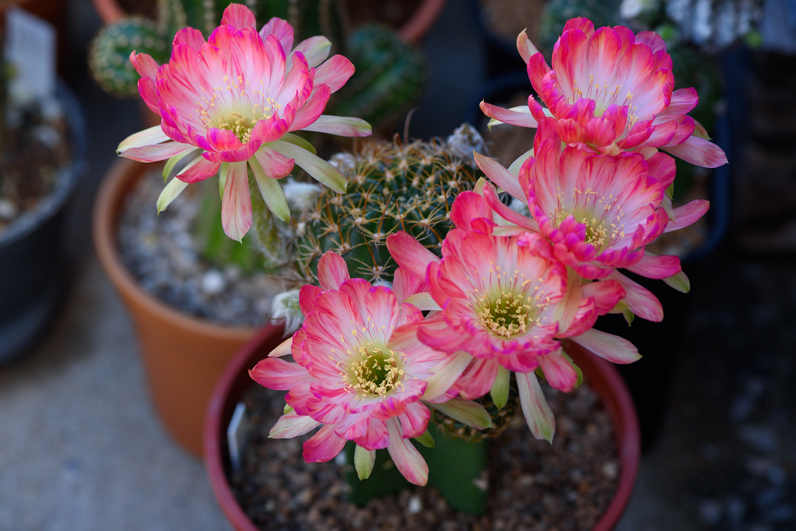 Cacti and Succulent Care