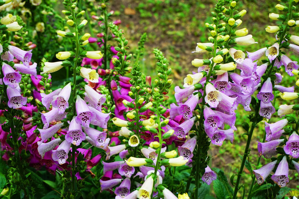 Foxgloves planted in mass