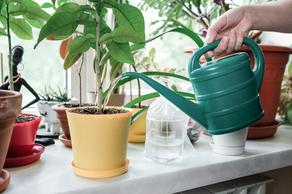 Watering houseplants