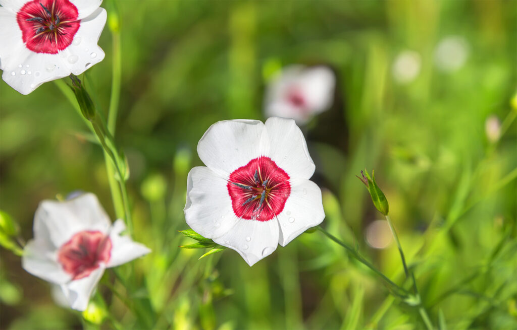 White Flowering Flax, Linum grandiflorum