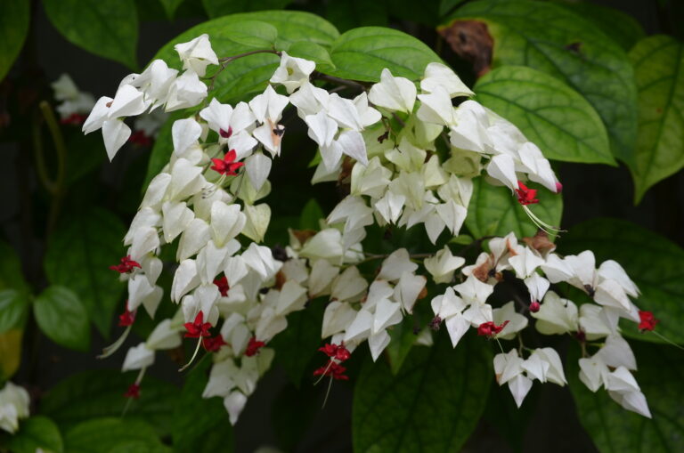 How to Grow Bleeding Heart Vine — Clerodendrum