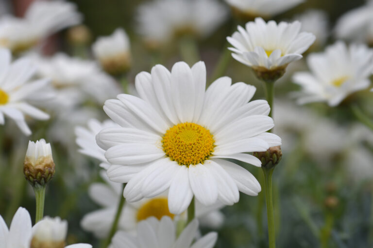 How to Grow Argyranthemum – Marguerite