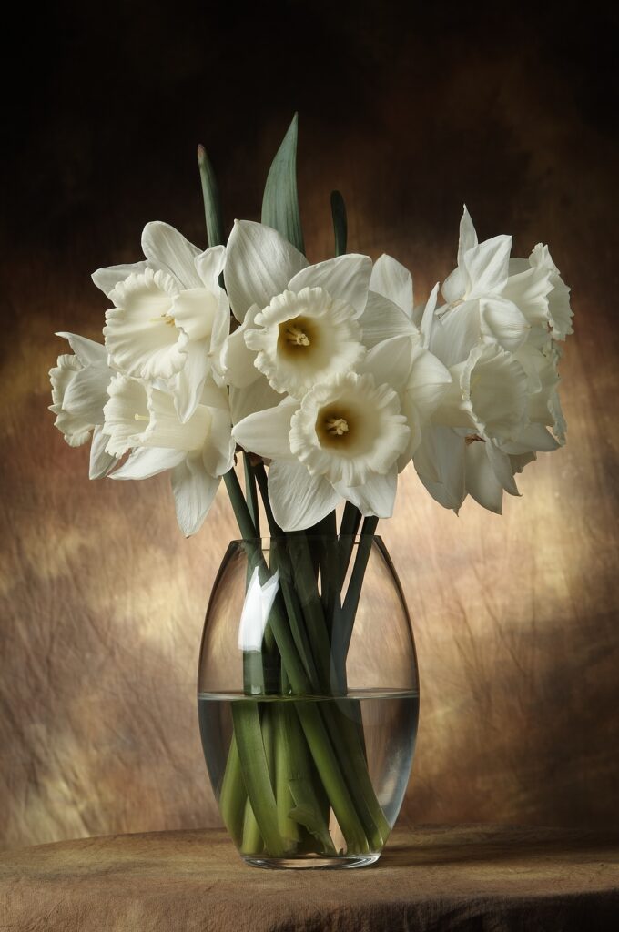 Narcissus--daffodils--in a vase