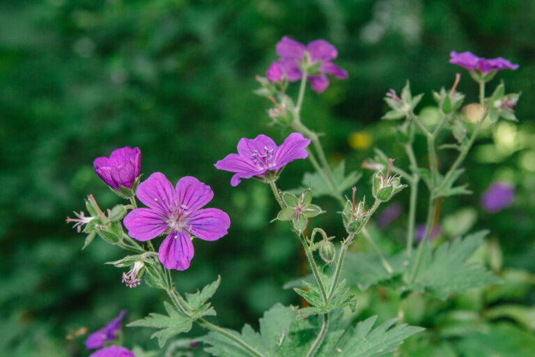 How to Grow Cranesbill — Geranium