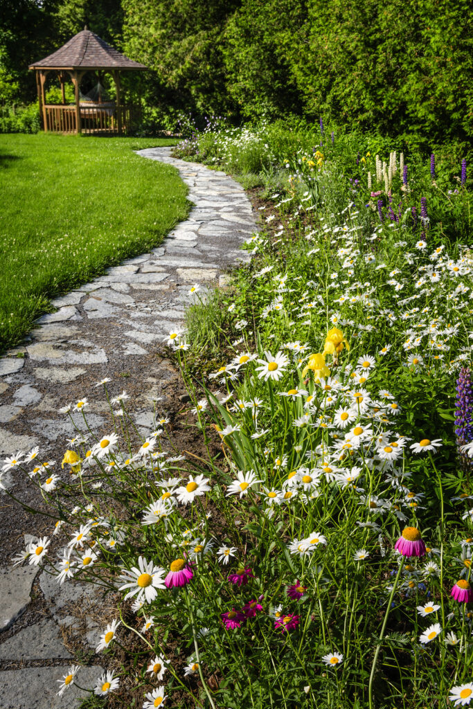 Wildflowers along a garden path
