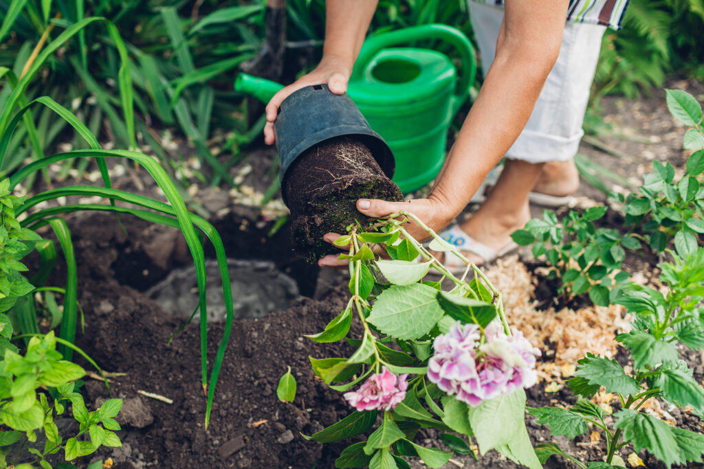 Slipping a hydrangea from its pot at planting time