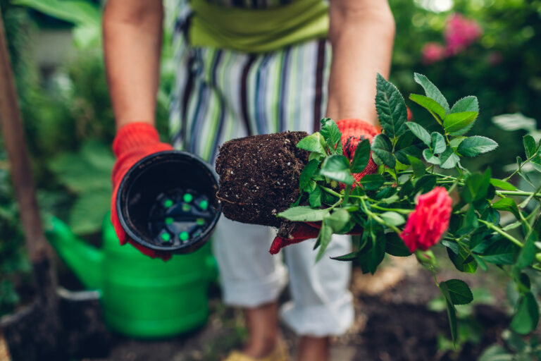 How to Plant Roses