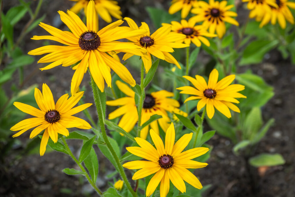 Orange coneflower, Rudbeckia fulgida