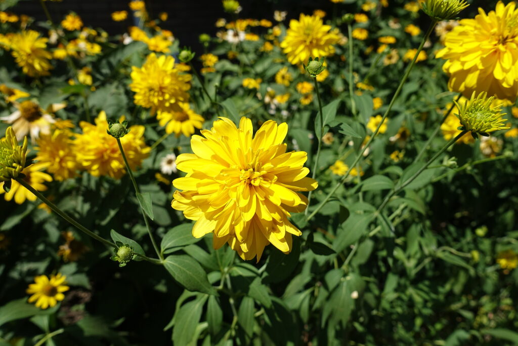 Ragged coneflower, Rudbeckia laciniata