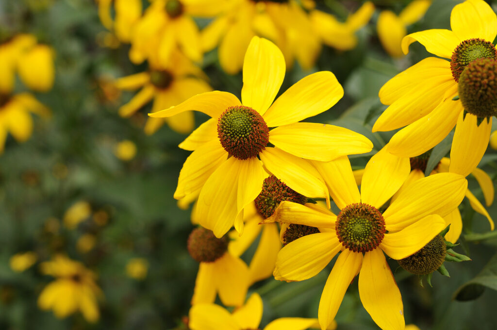 Rudbeckia nitida