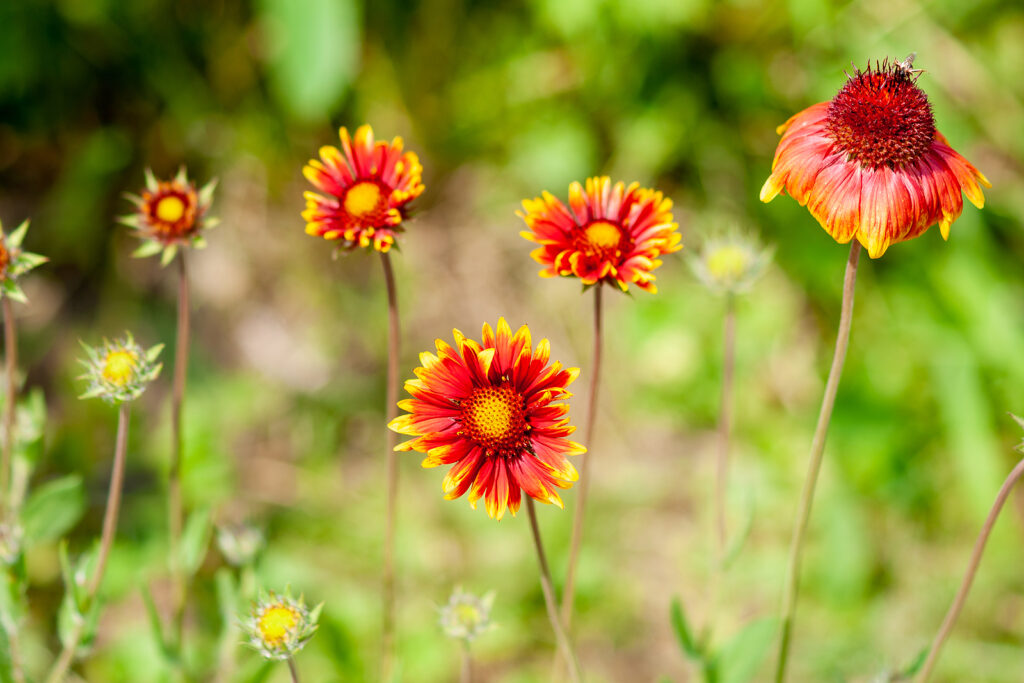 Blanket flower, Gaillardia pulchella