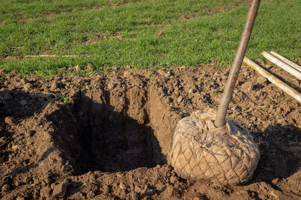 Planting a tree