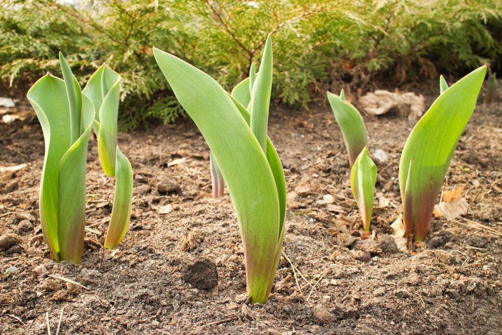 Tulips emerging in spring; keep soil loose