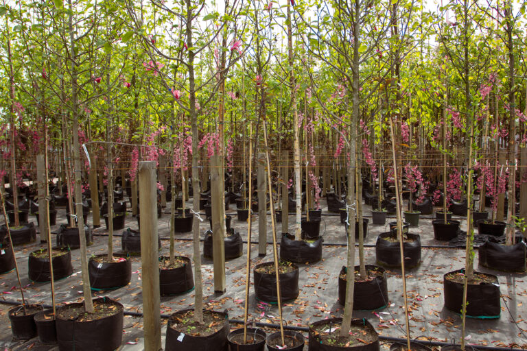 How to Plant a Tree