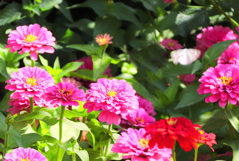 Easiest Annual and Perennial Flowers to Start from Seed