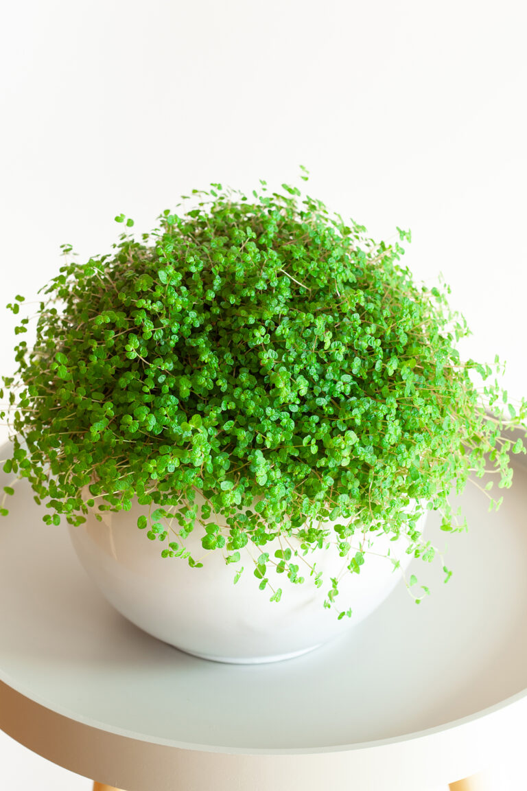 How to Grow Baby’s Tears — Soleirolia