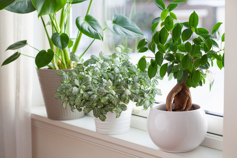 Houseplant Light Needs