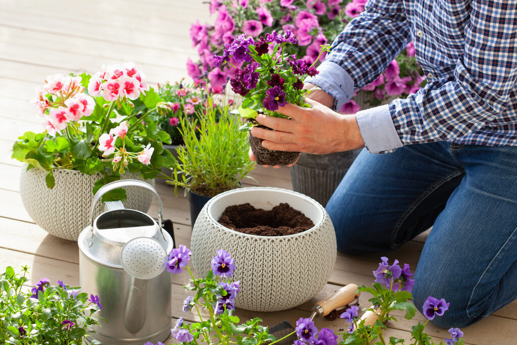 Plant spring and summer containers