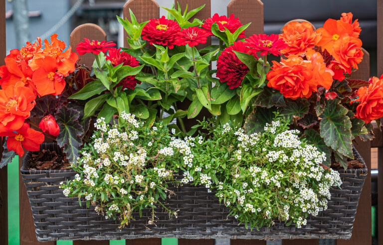Container Garden Care