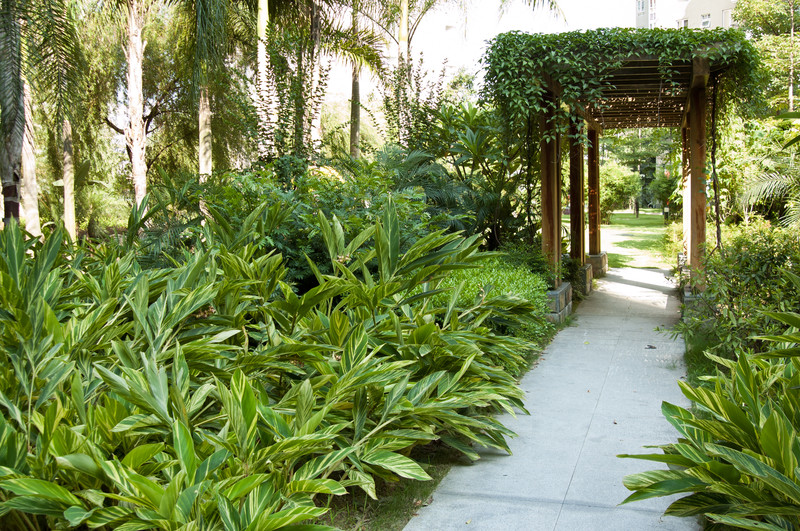 A subtropical shade garden