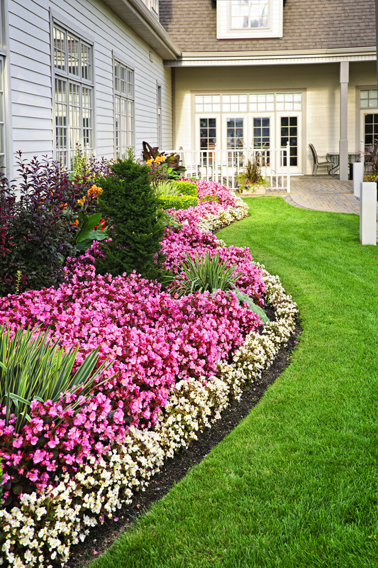 White and pink bedding begonias